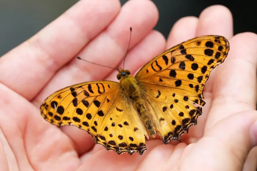 PAPILLON Feng Shui